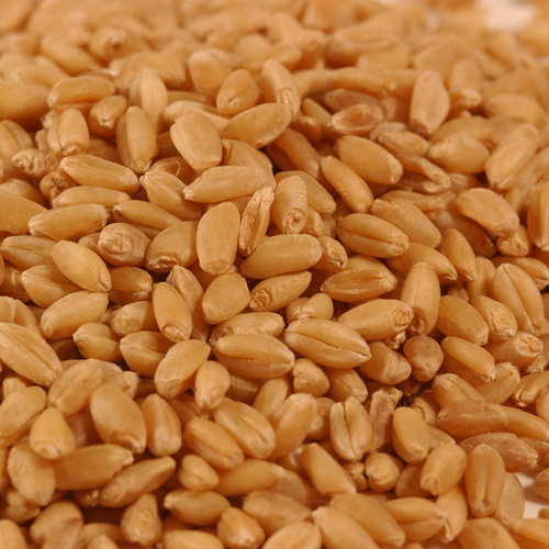 Coriander Seeds